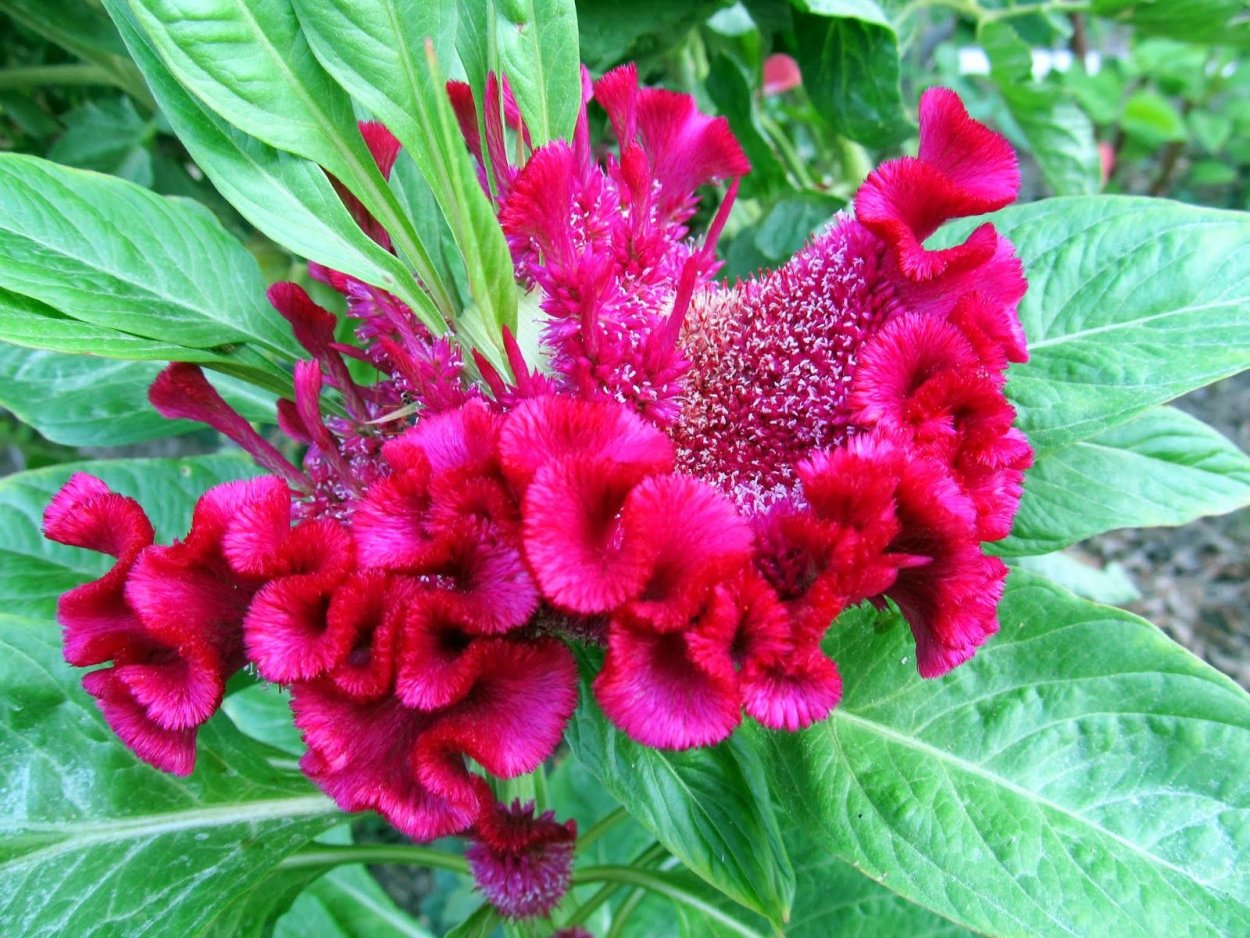 Целозия метельчатая