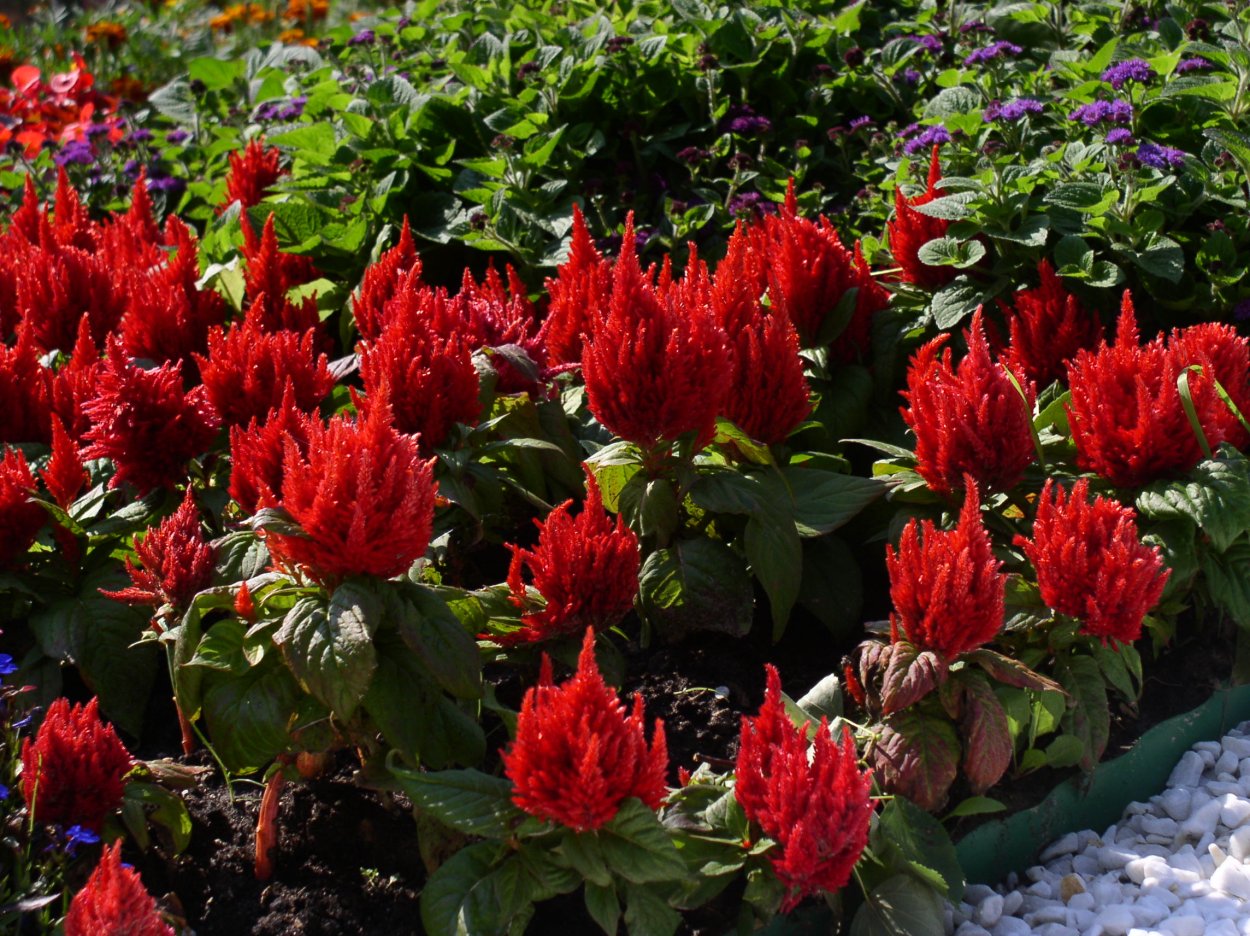 Целозия в букете