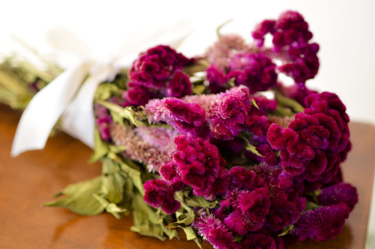 Целозия Дракула гребенчатая