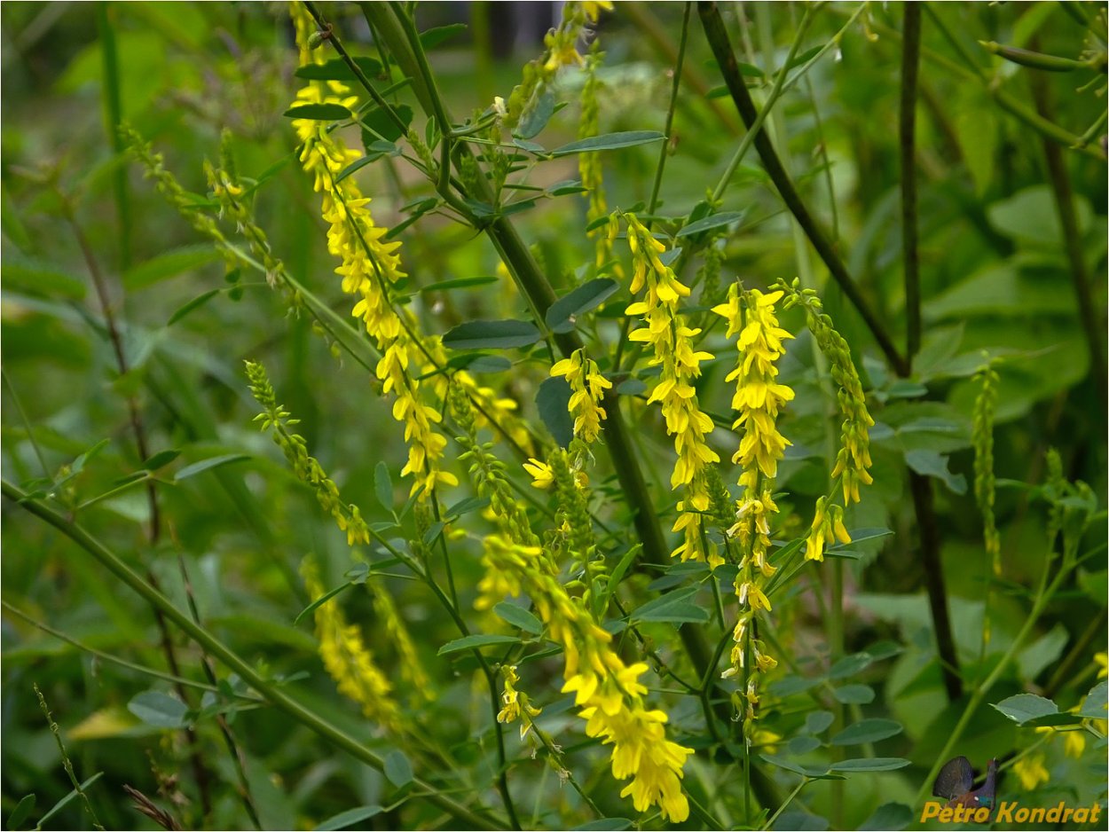 Р”РѕРЅРЅРёРє Melilotus officinalis