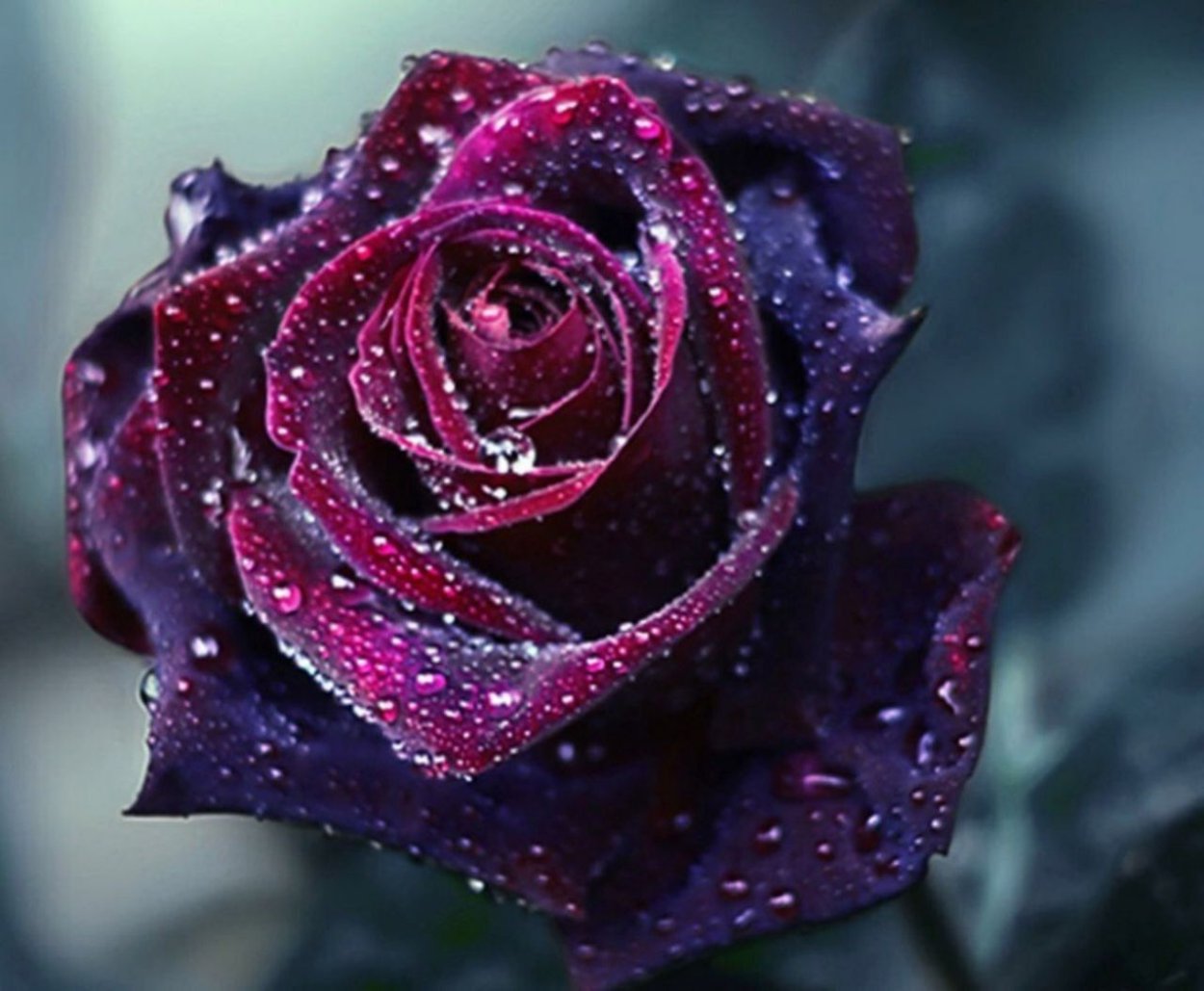 Сиреневая роза