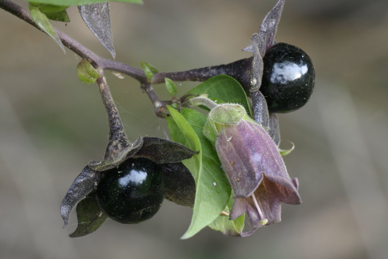 Паслен сладко-Горький (Solanum Dulcamara)