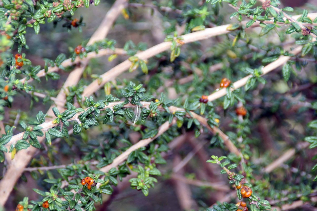 Нашия растение комнатное