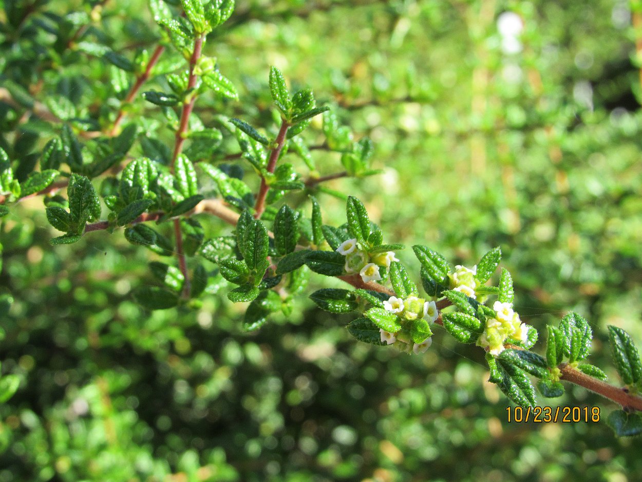 Нашия инагуенсис растение