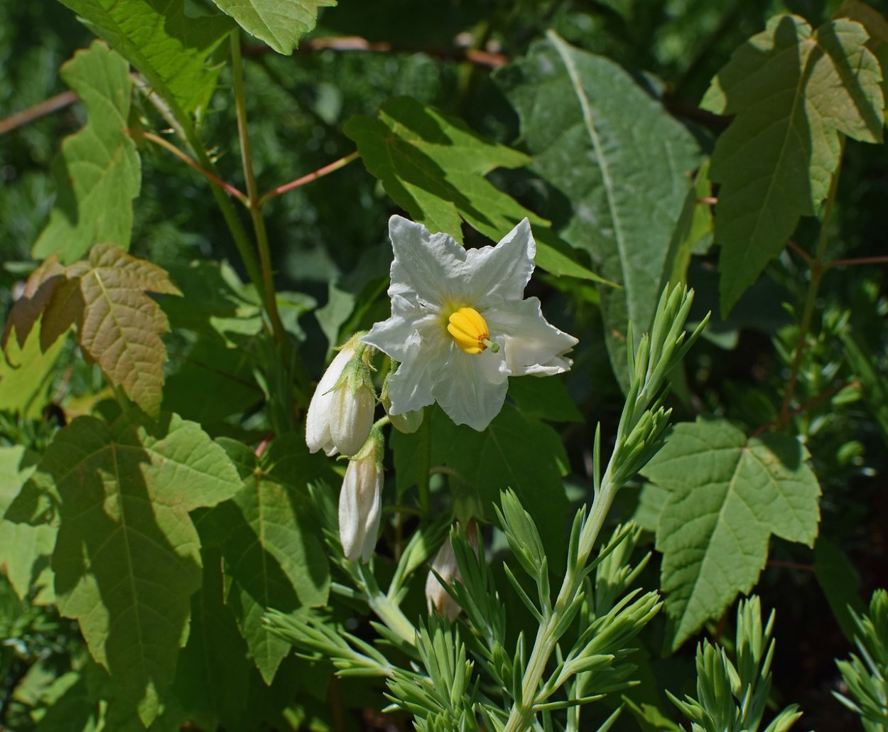 Capsicum annuum Ботаническая иллюстрация