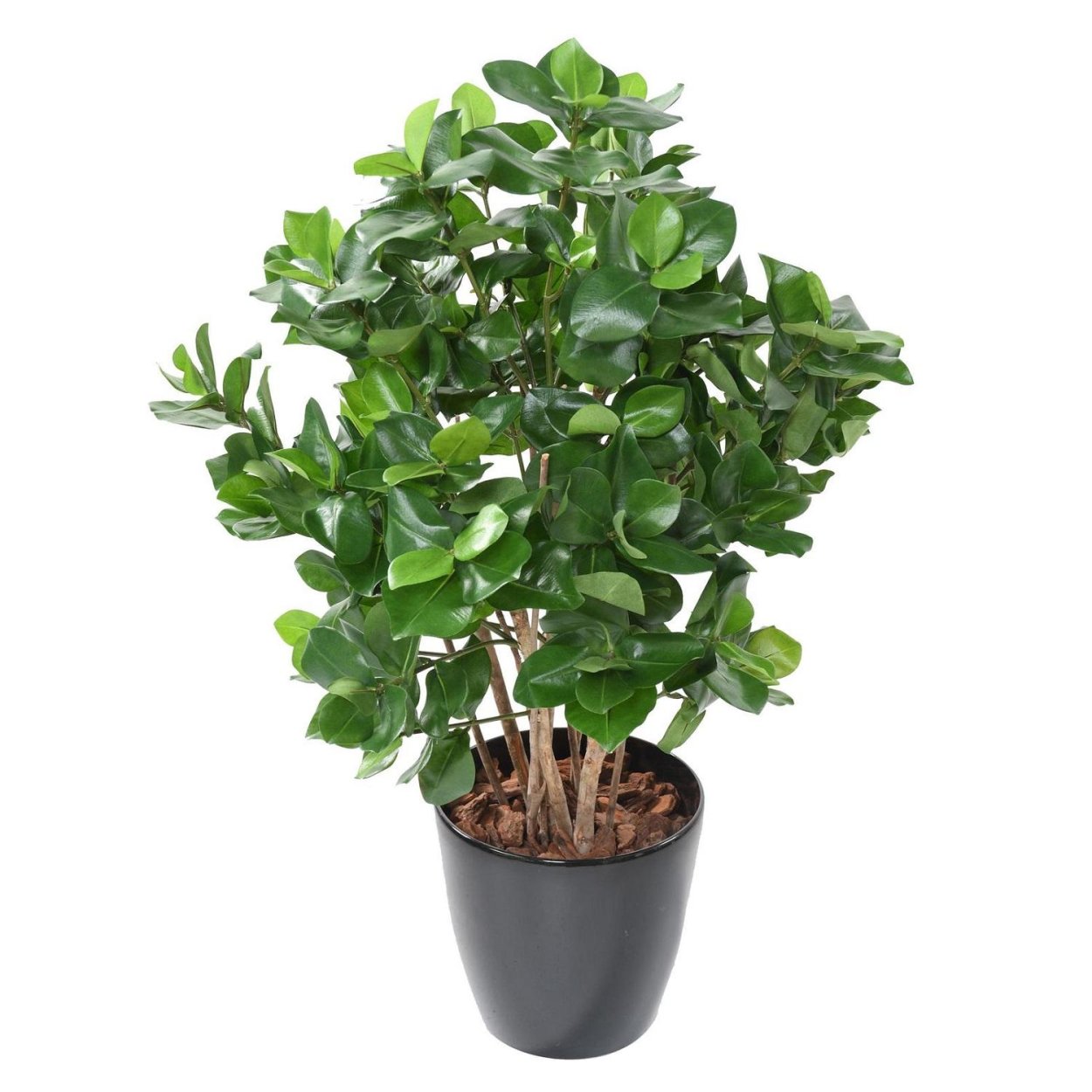 Дебрегассия съедобная