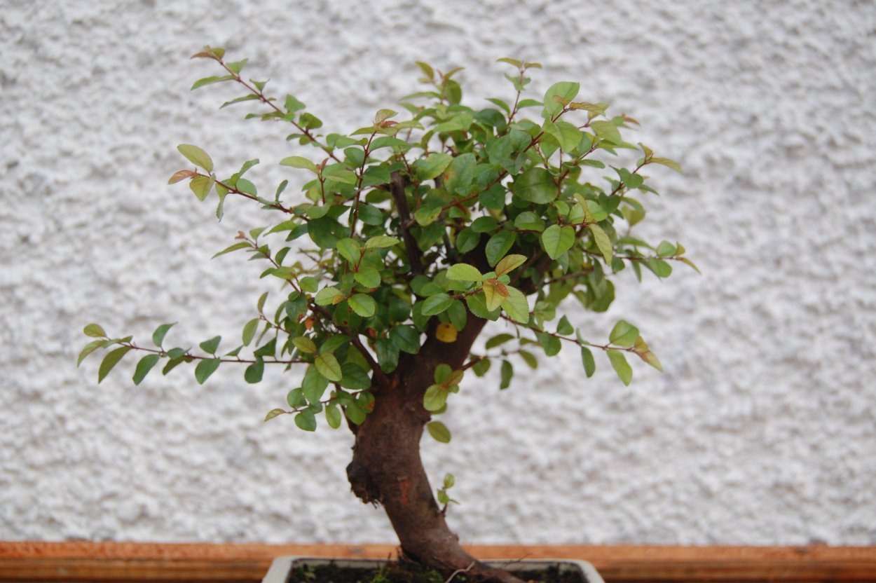 Фикус Вианди бонсай