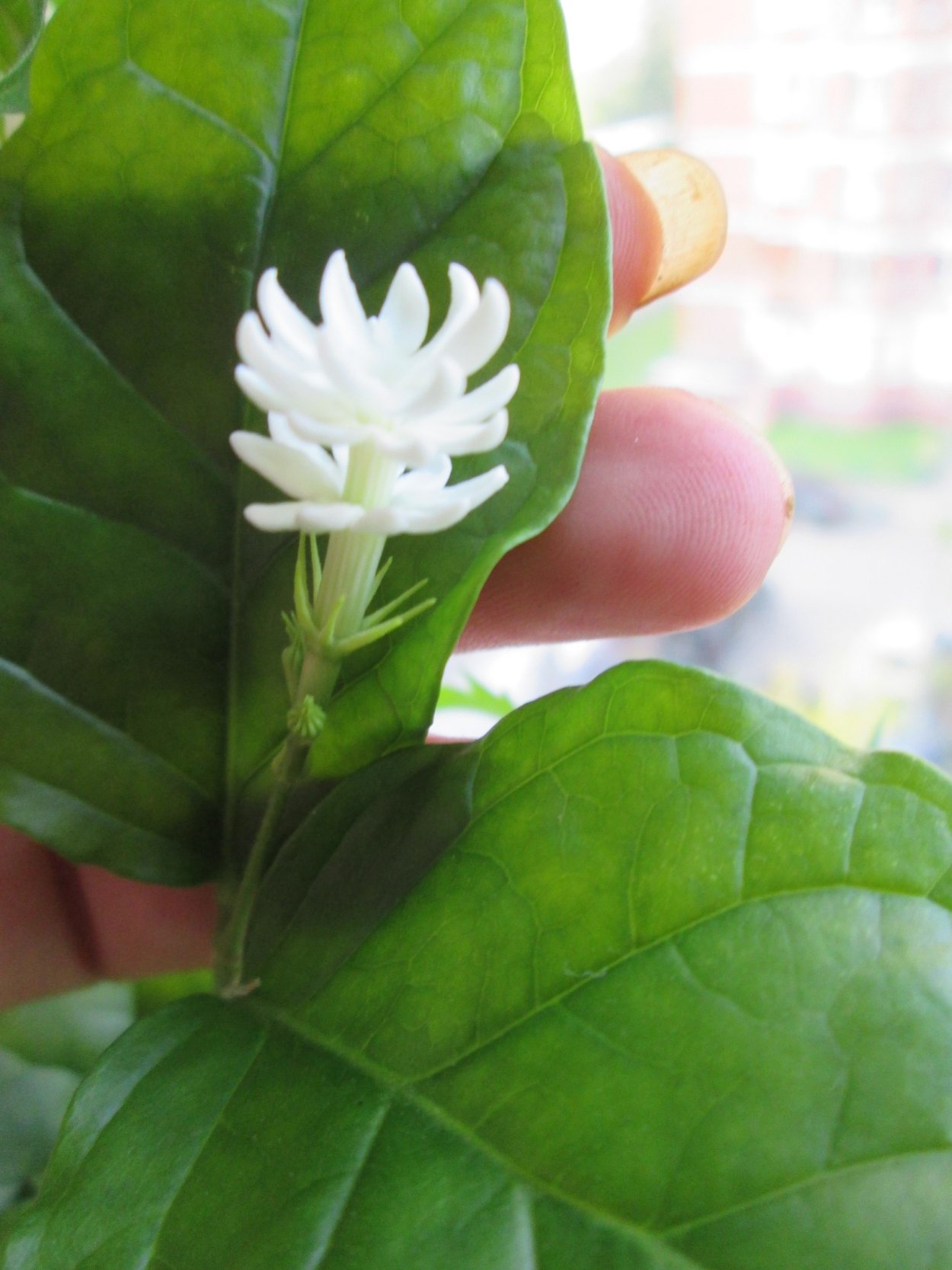 Разнообразие комнатных растений цветущие