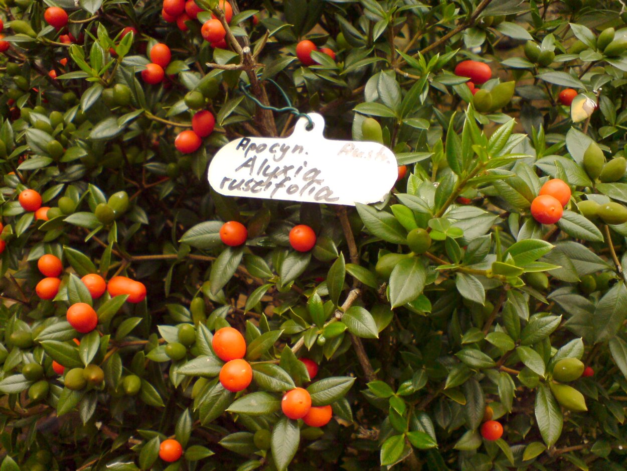 Гваяковое дерево