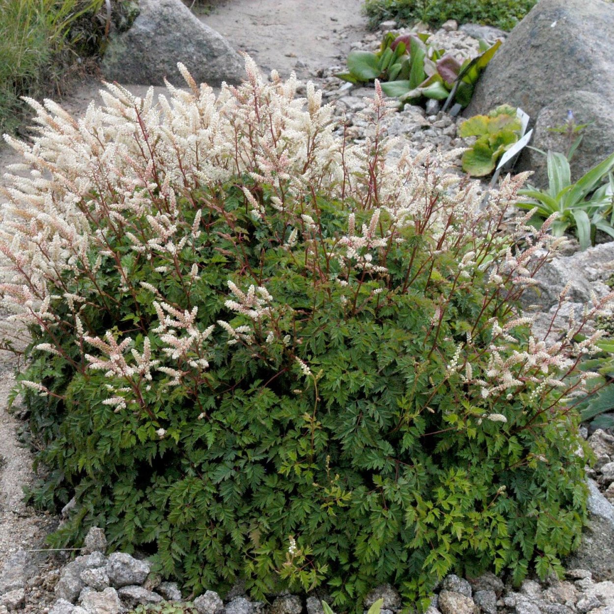 Черника Лесная Жемчужина