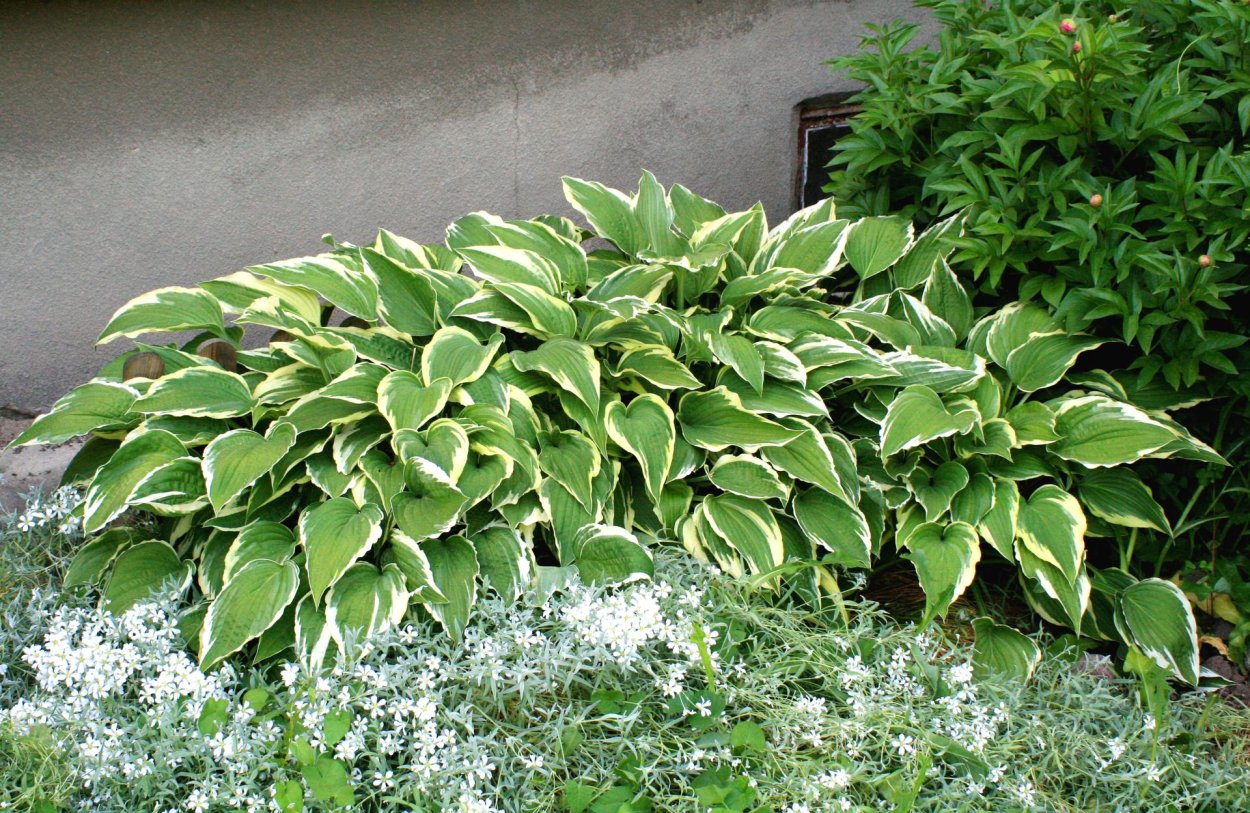 Лох серебристый остролистный