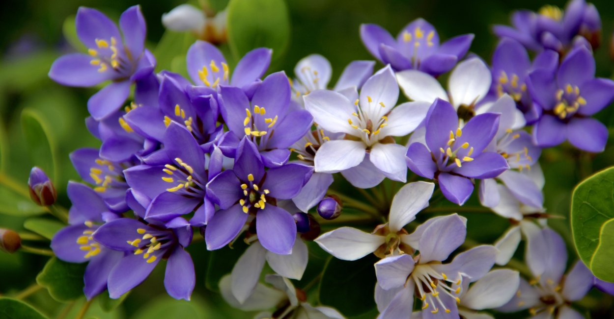 Жасмин Sambac Mali chat