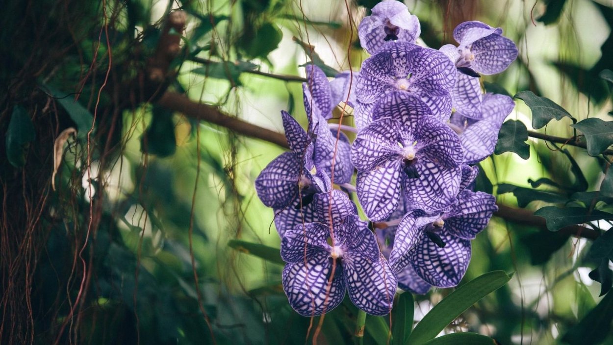 Орхидея Ванда в дикой природе