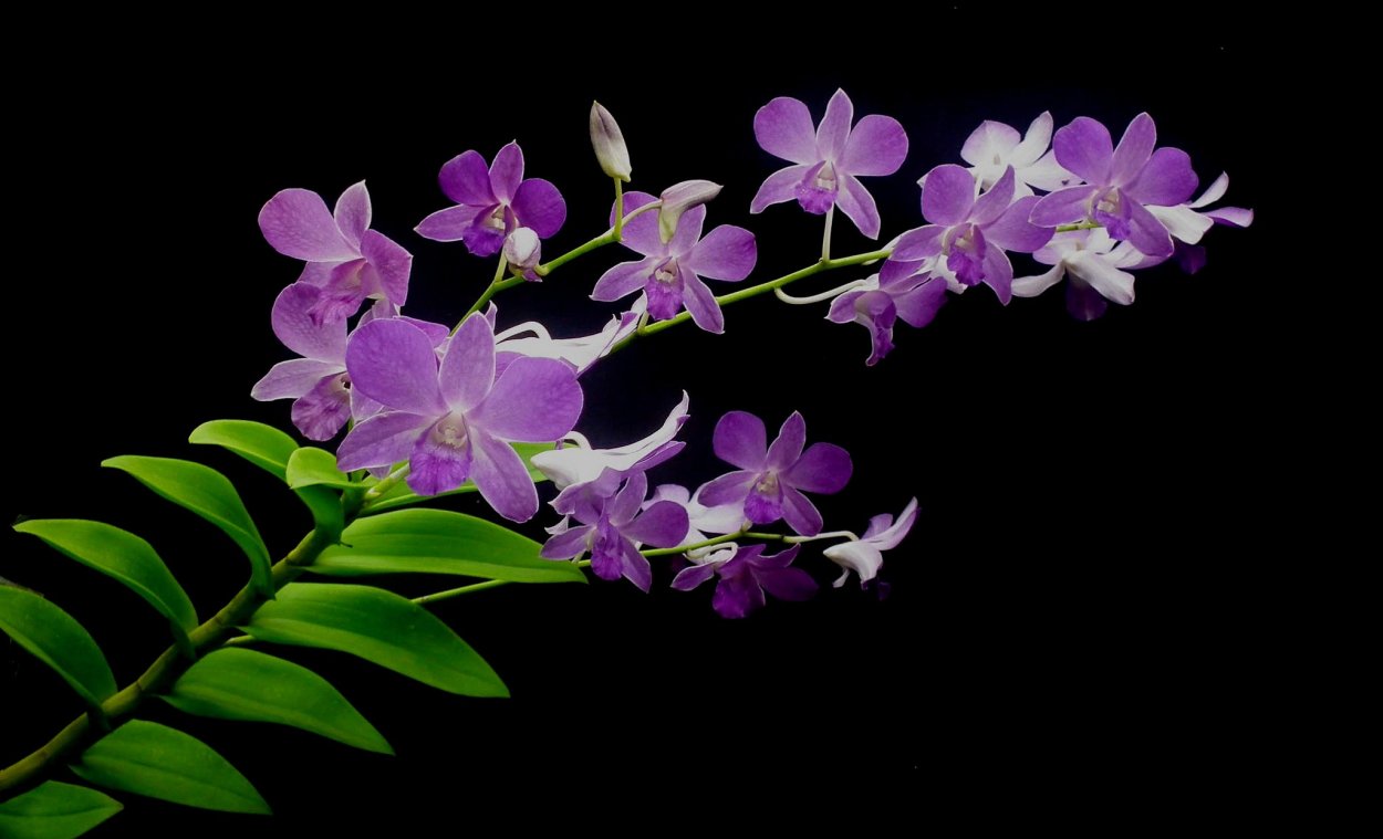 Фаленопсис оранж блоссом