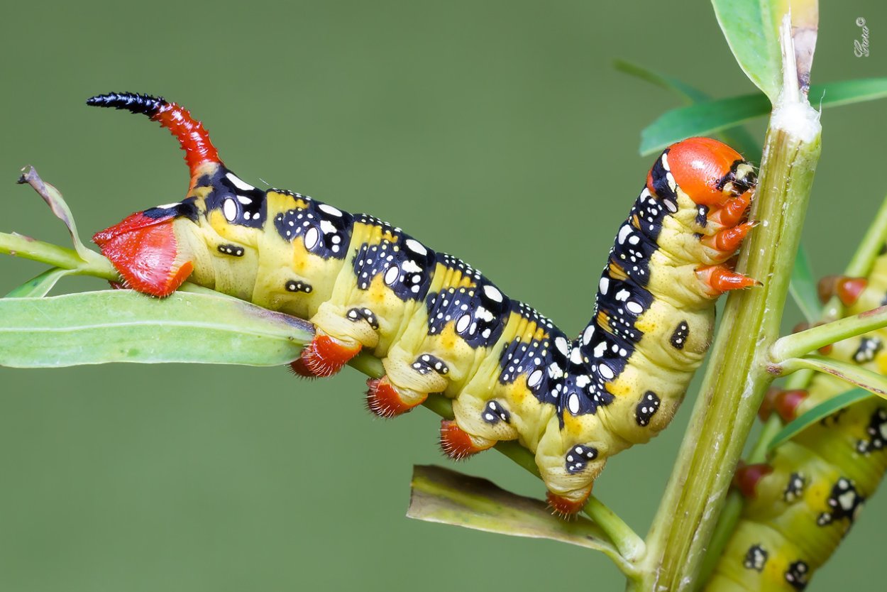 Papilio troilus гусеница