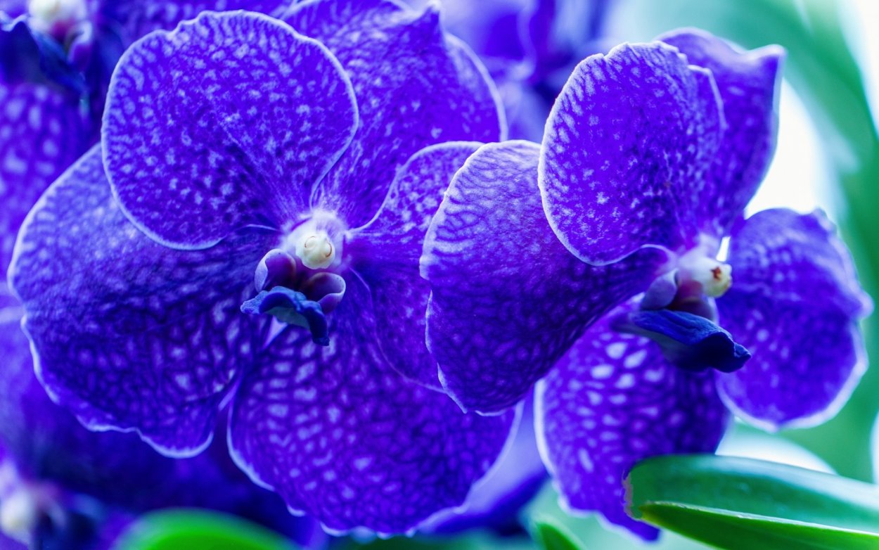 Фаленопсис Сансет