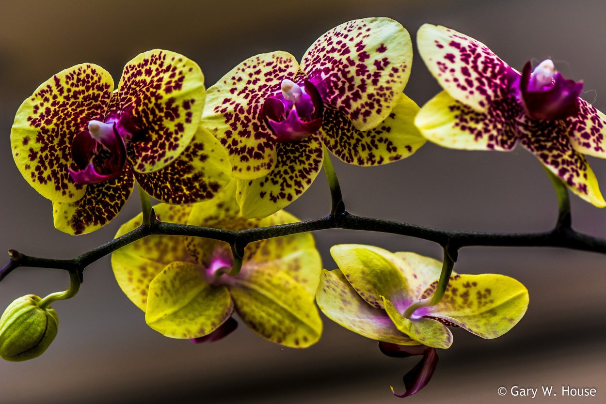 Орхидея Phalaenopsis Carmen