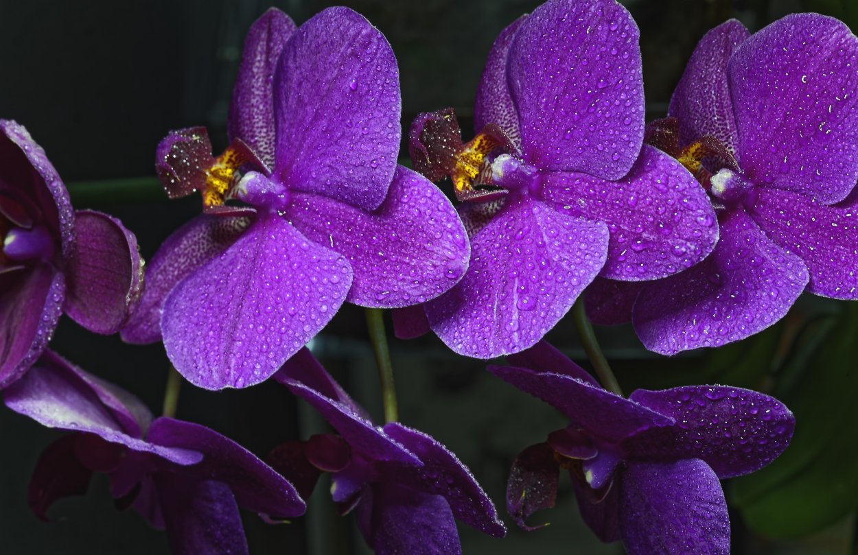 Орхидея Phalaenopsis Astrid