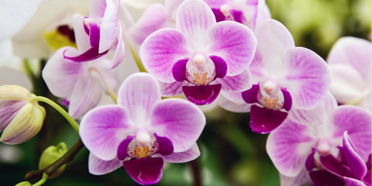 Орхидея черная с розовым