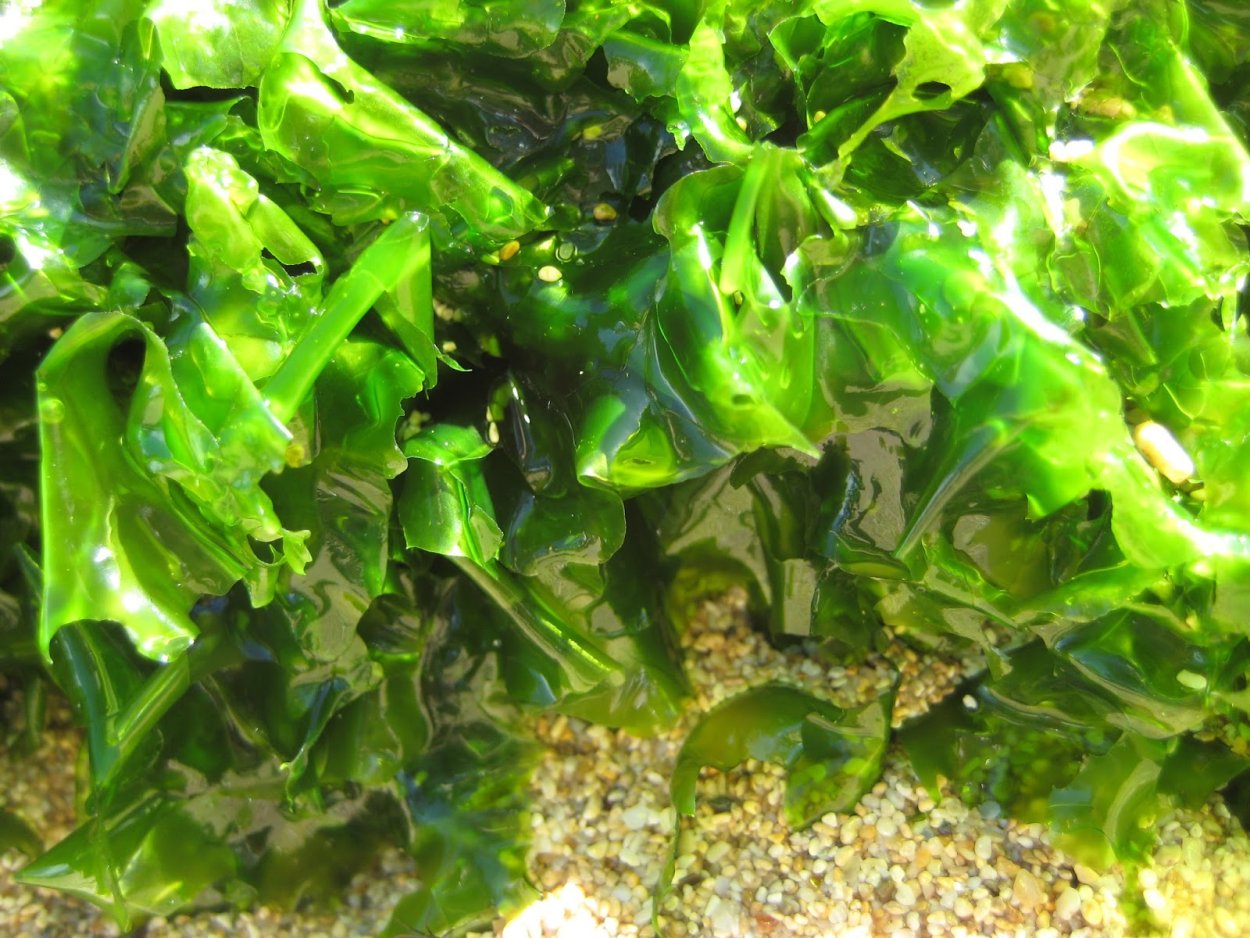 Морская капуста это водоросли нори