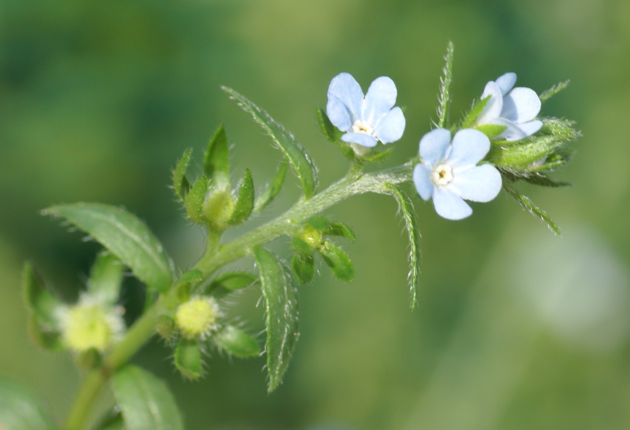 Липучка Lappula Myosotis