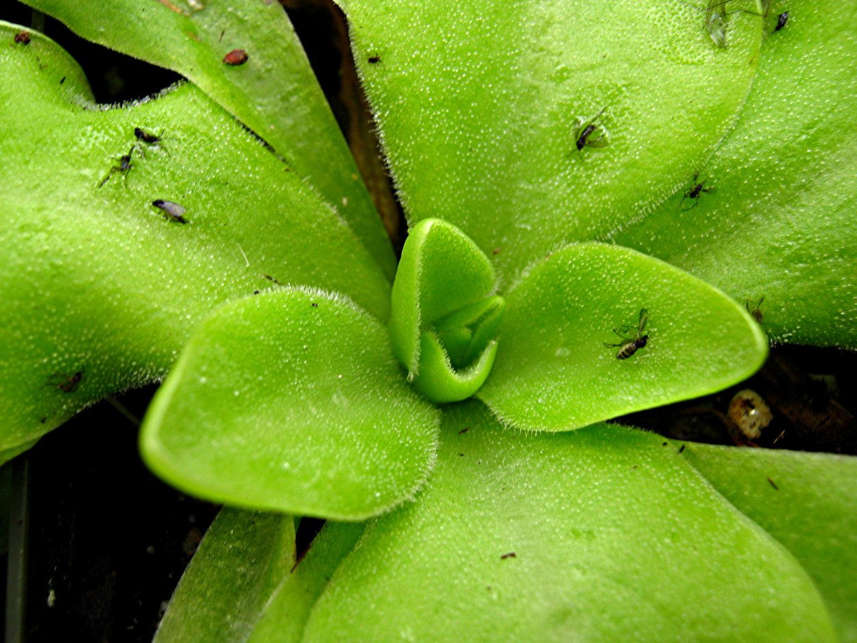 Картинки на рабочий стол зеленые