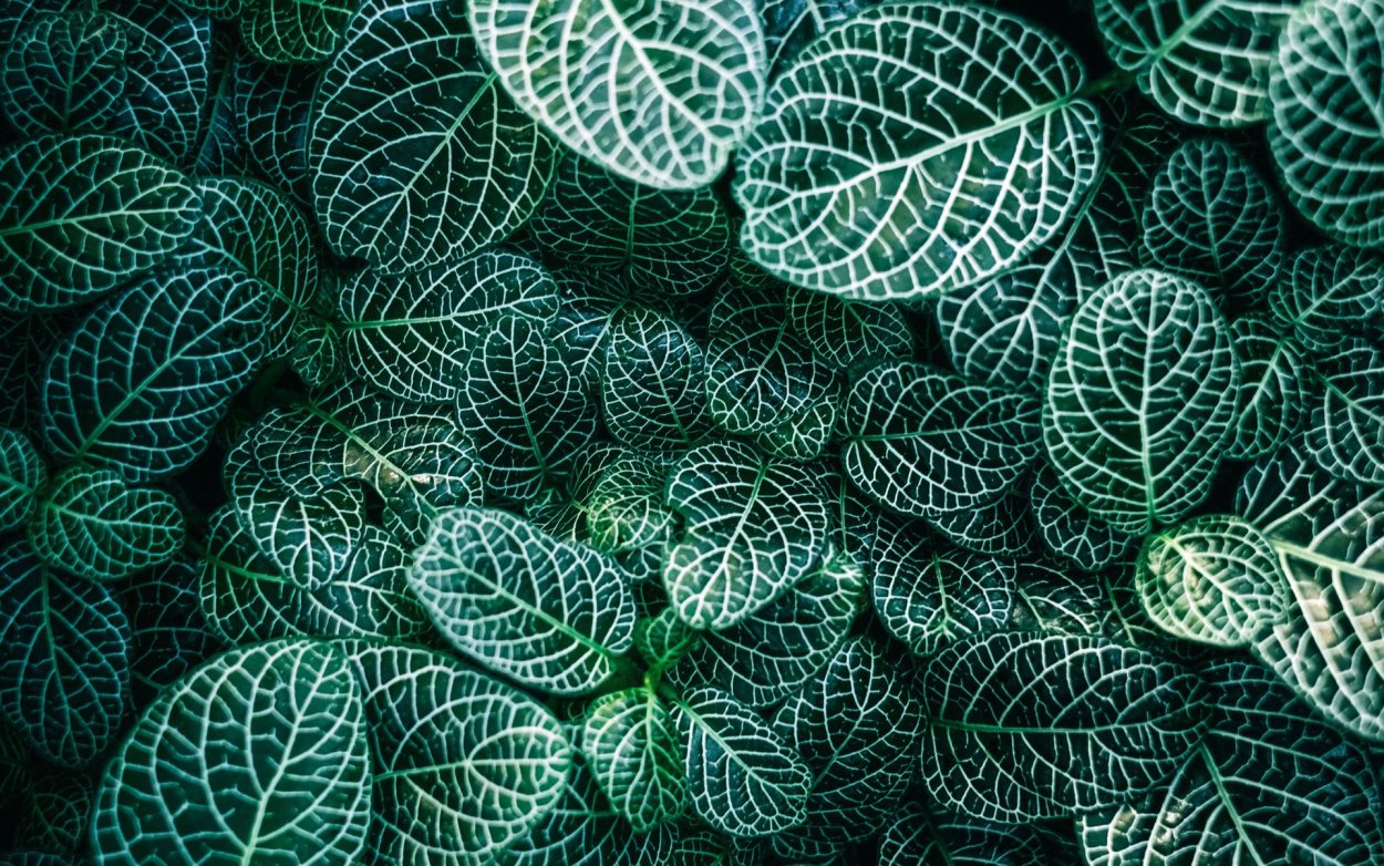 Липучка растение