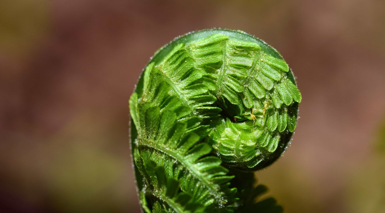 Клевер трилистник растение