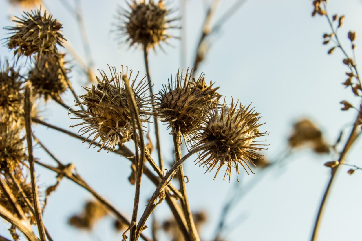 Татарник зеленый колючий
