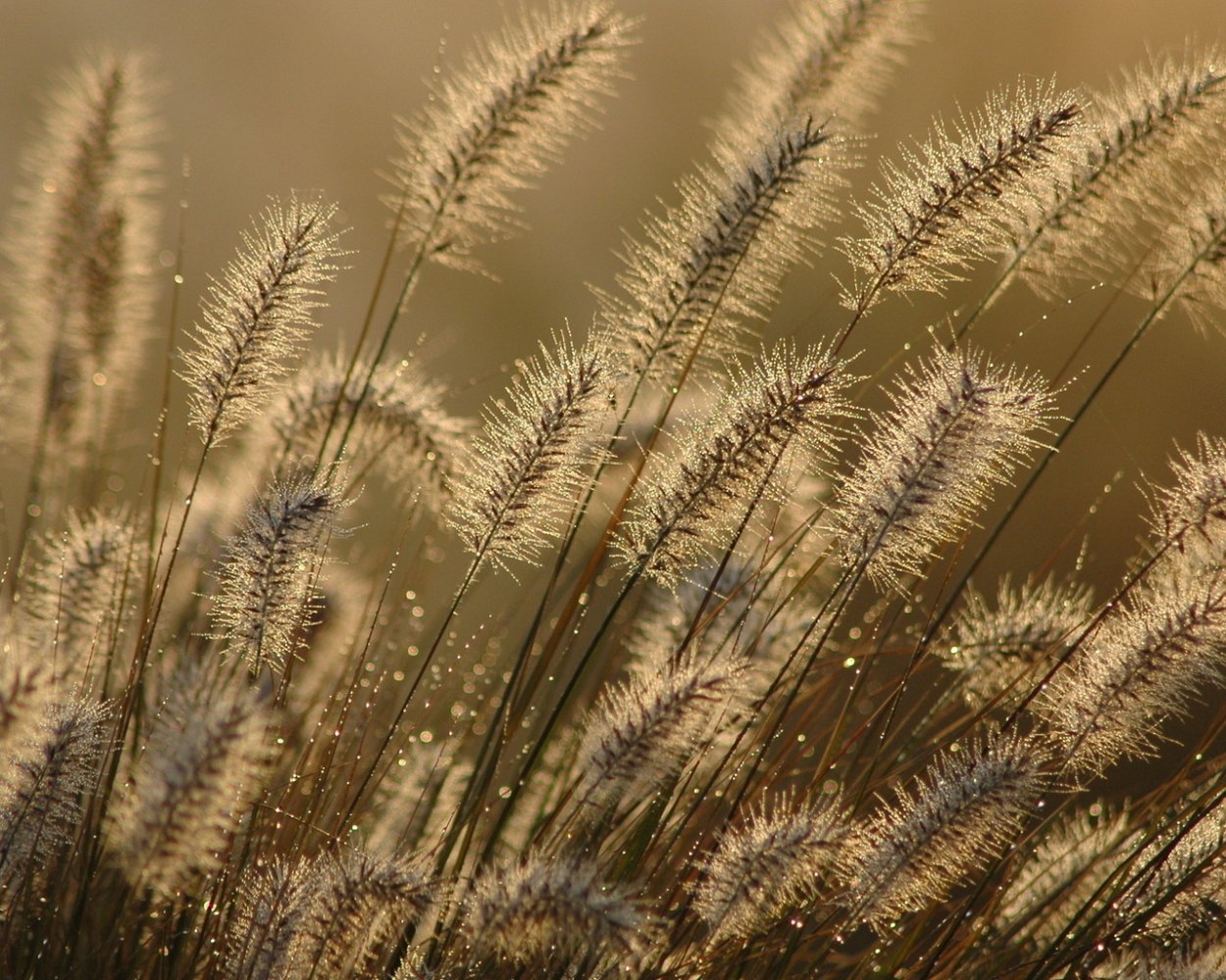 Листья растений