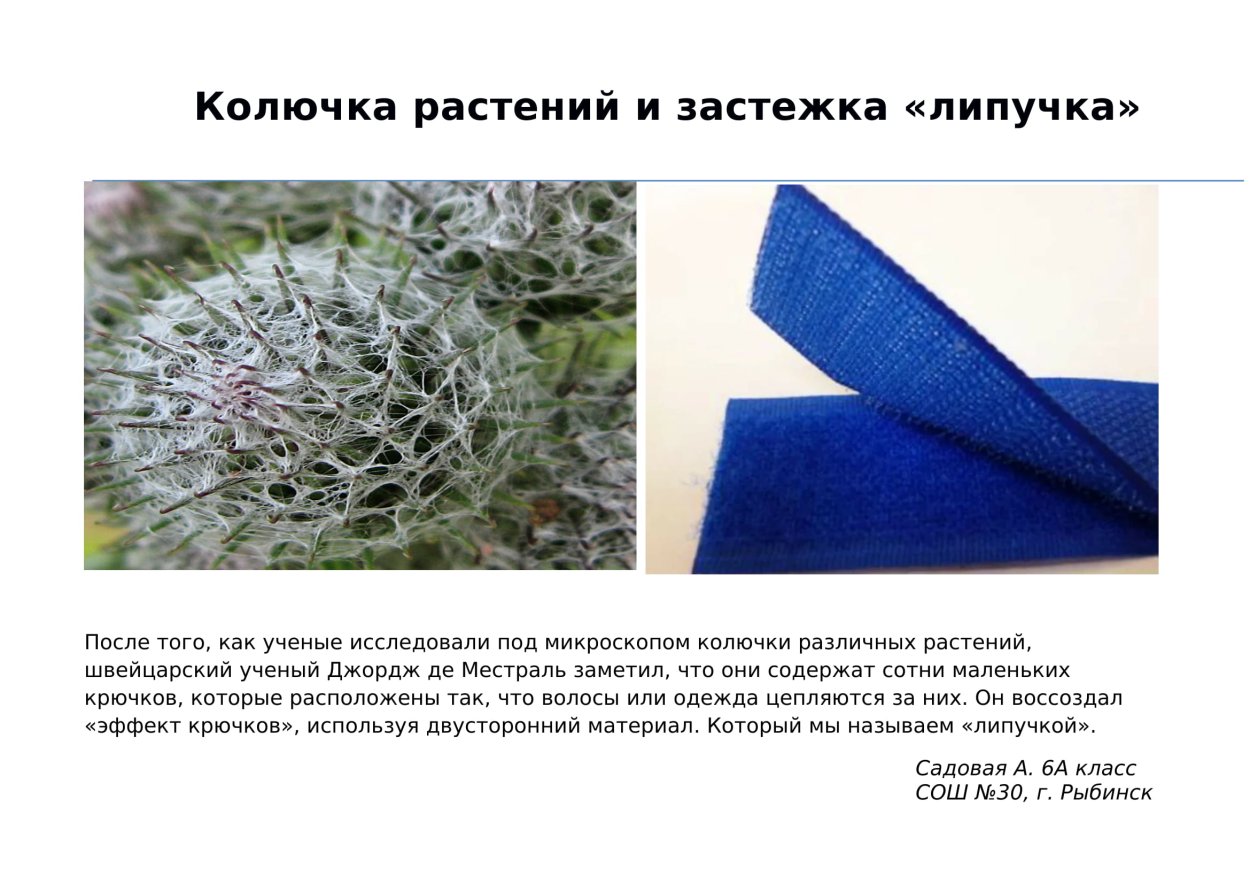 Ползучая Лесная трава