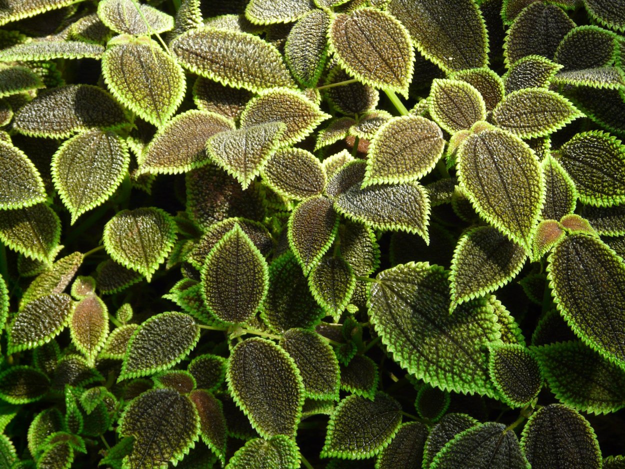 Растения ползущие по стенам