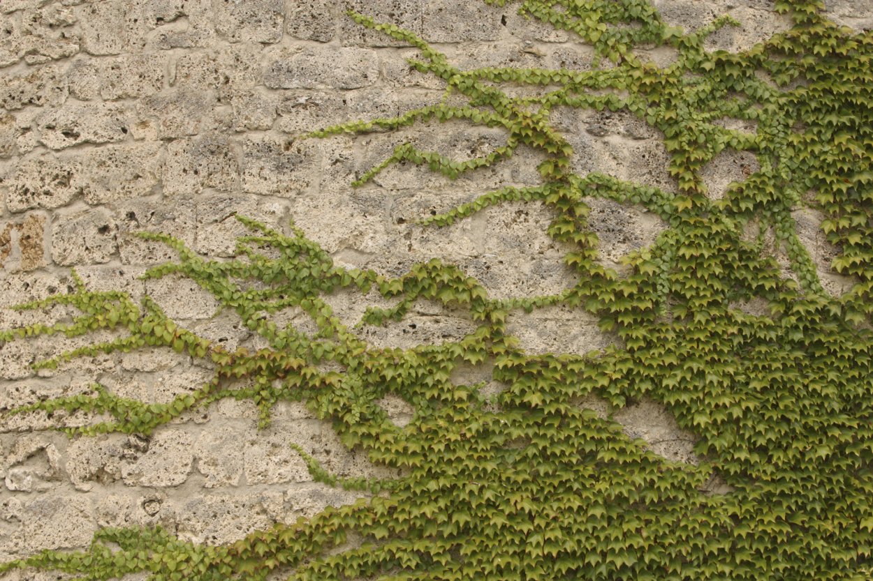 Липучка ежевидная (Lappula squarrosa),