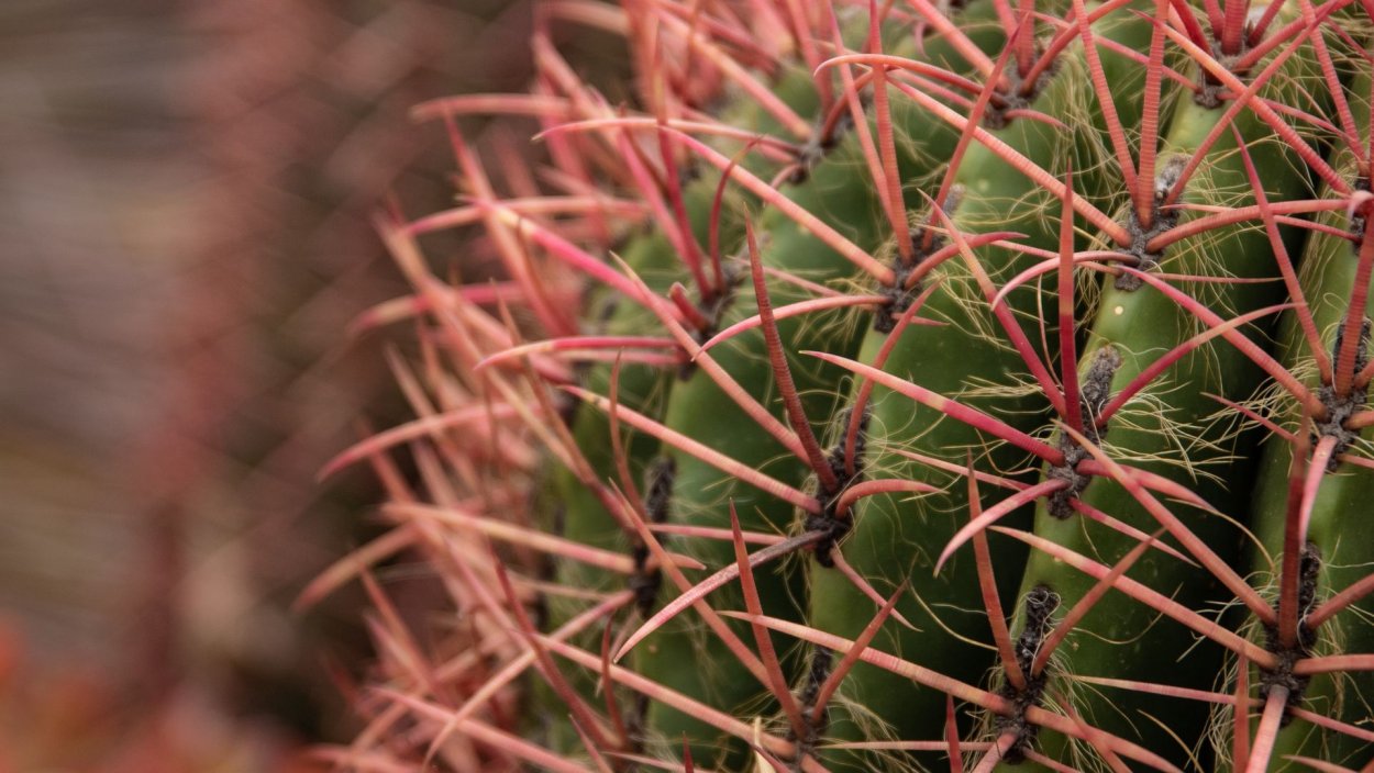 Клевер четырехлистный макро