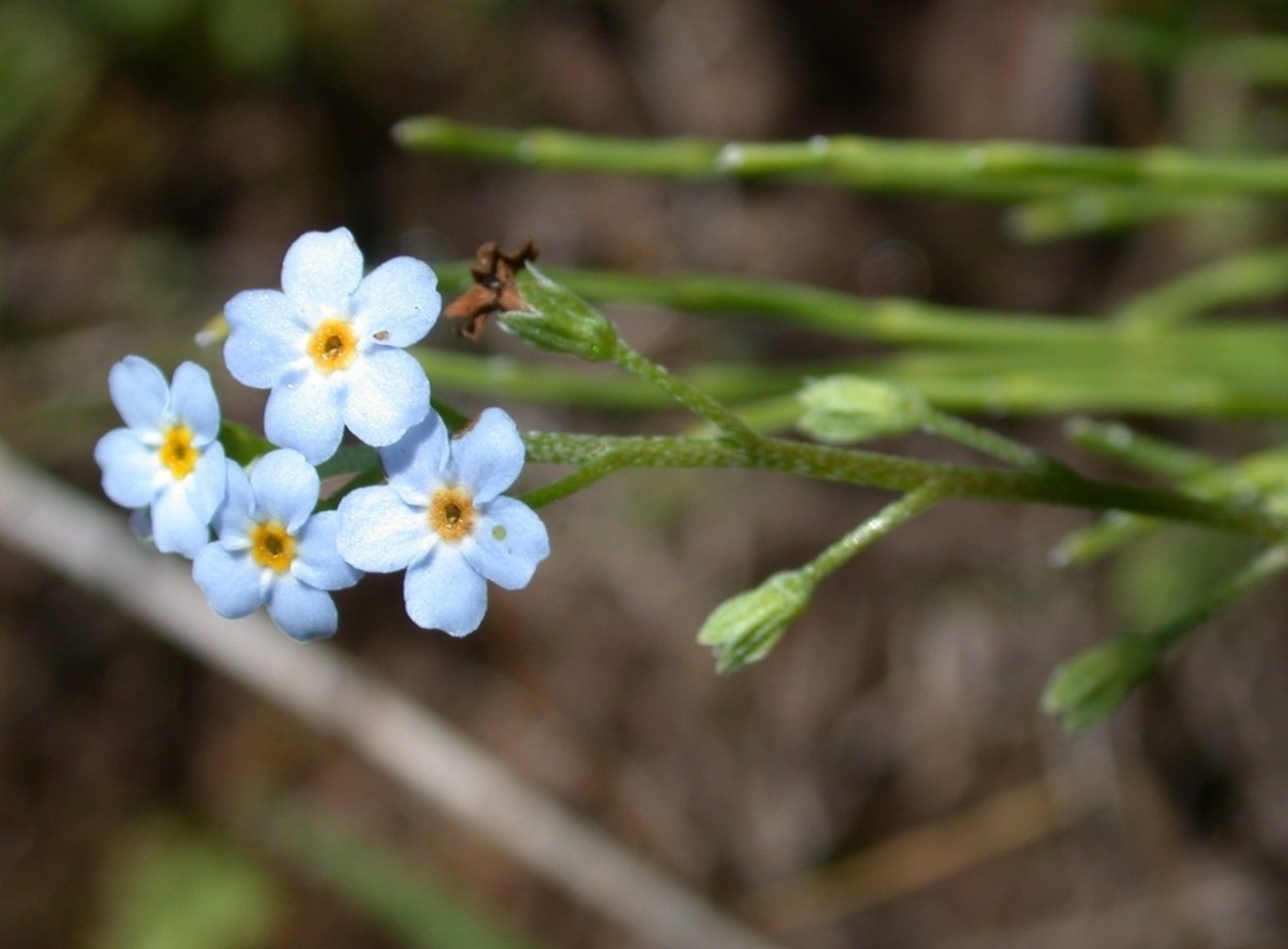 Лиановидный папоротник