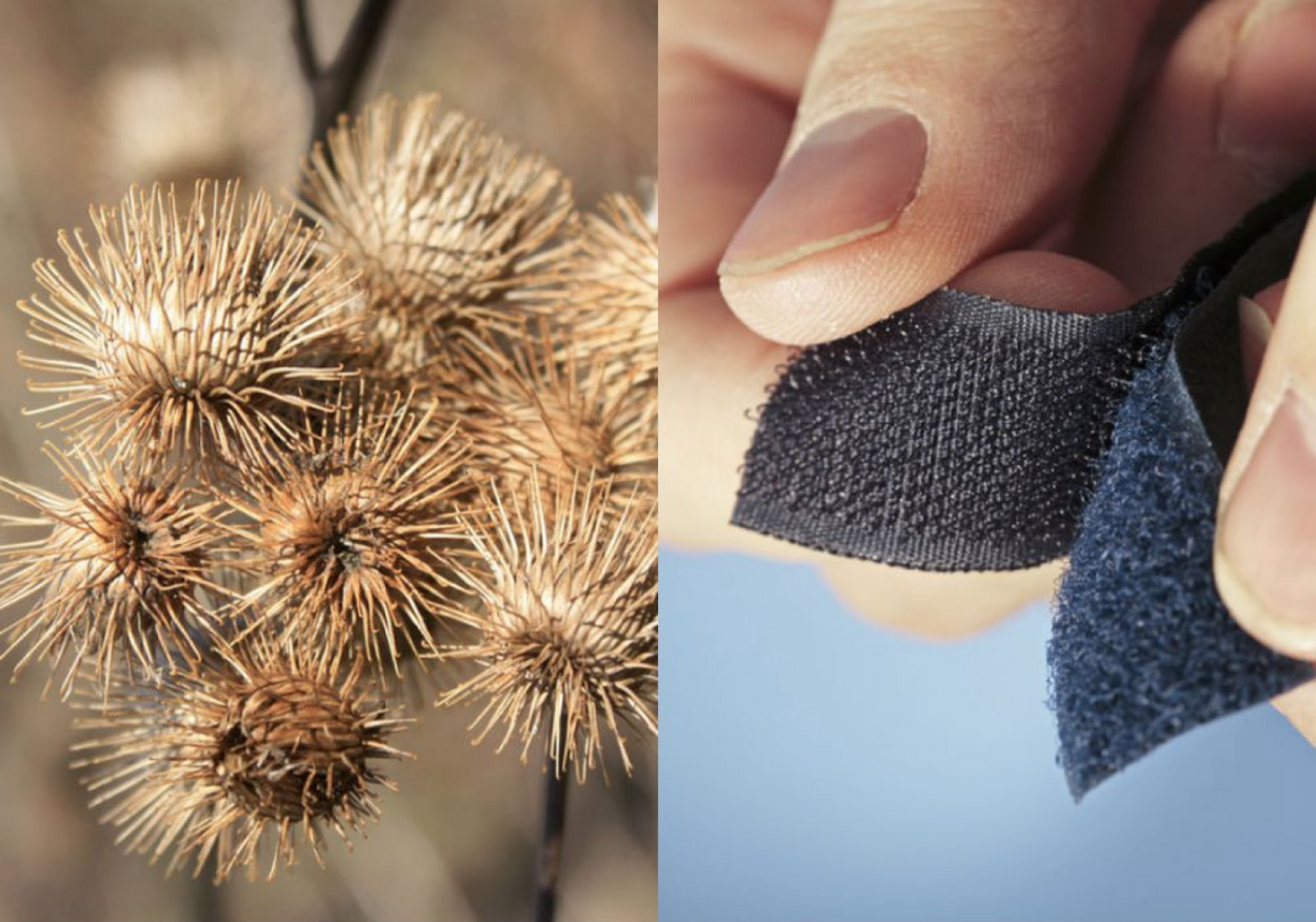 Камнеломка (Saxifragaceae)