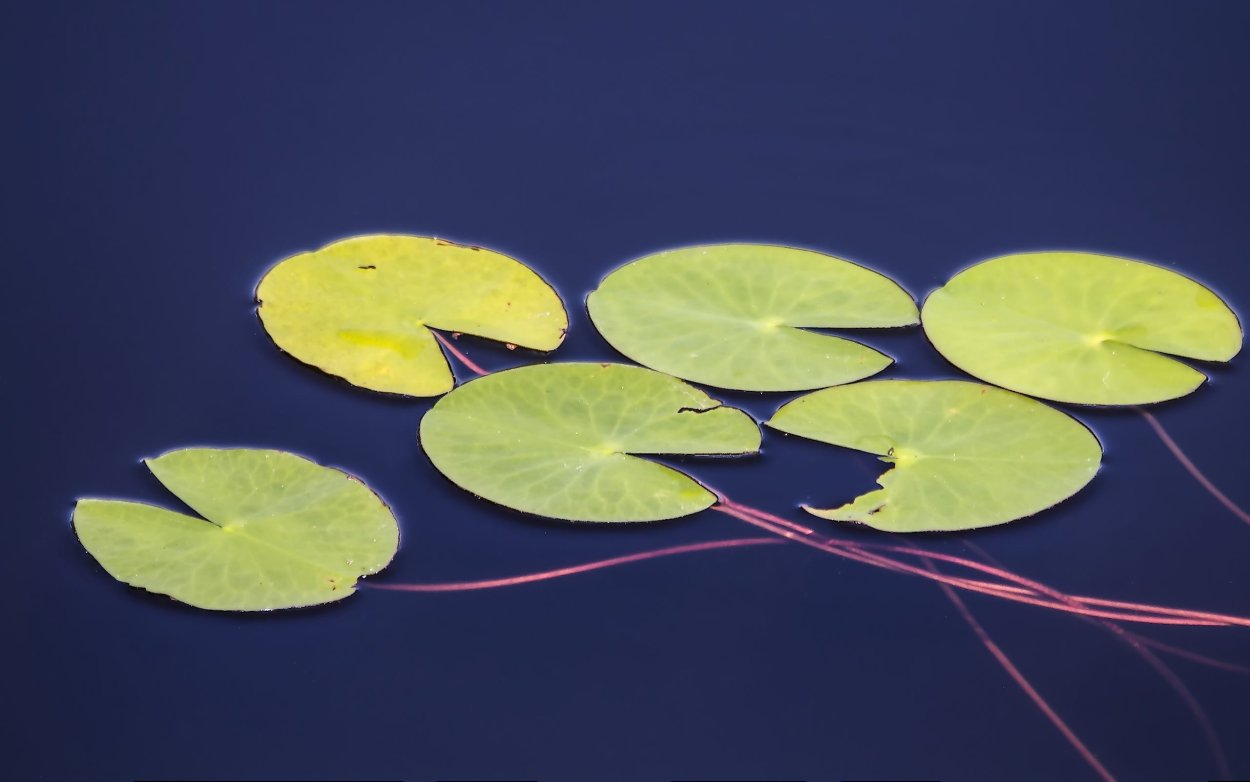 Росток Грин аммиачная