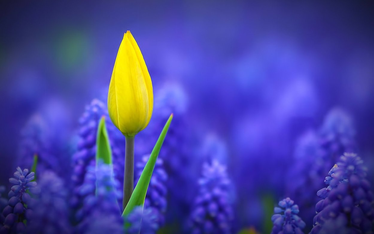 Букет «Ирис и желтый тюльпан»