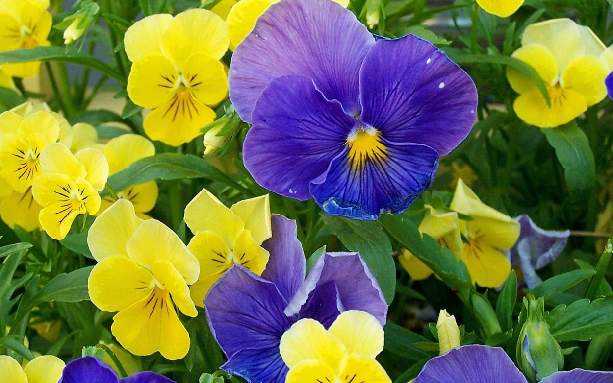 Анютины глазки цветы желтые