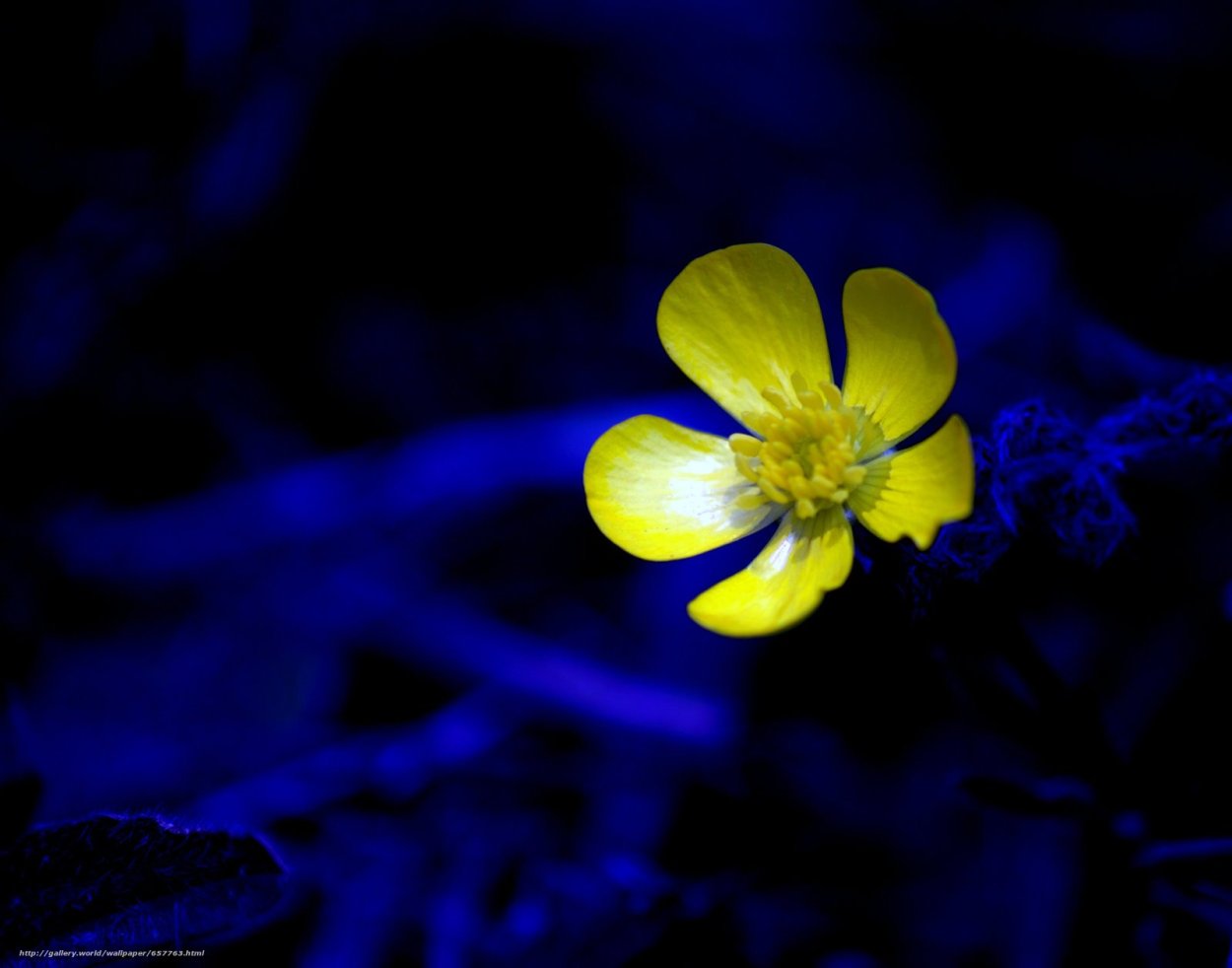 Желто синяя клумба