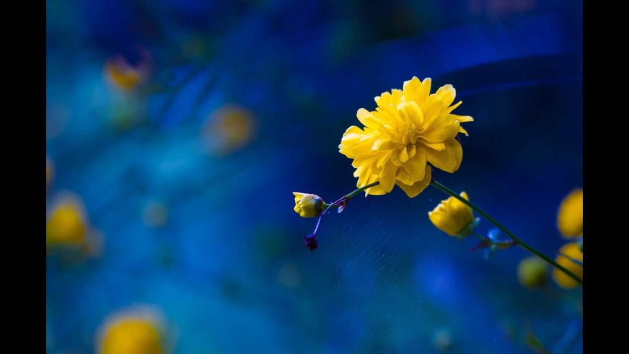 Синий и желтый