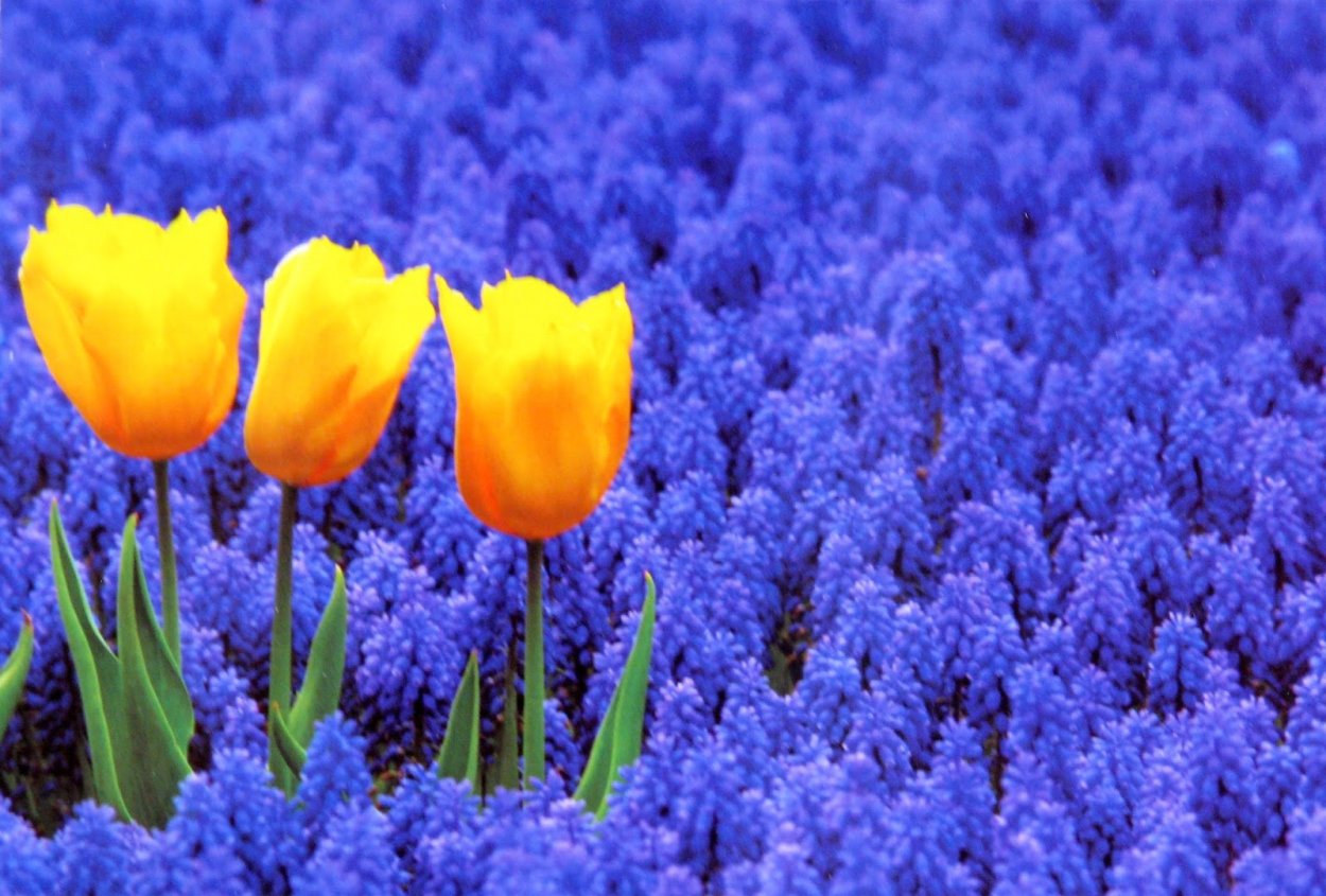 Ярко голубые цветы