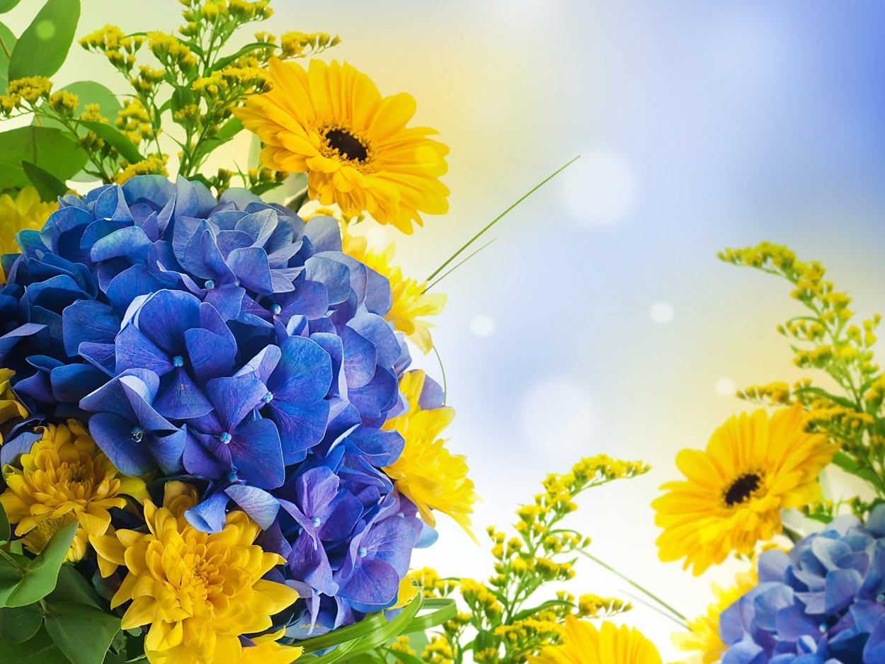 Синие ромашки