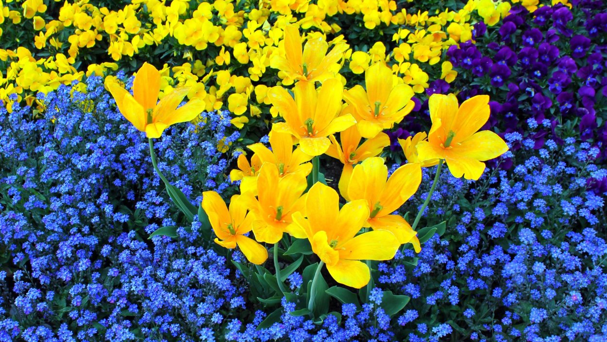 Желто голубой букет