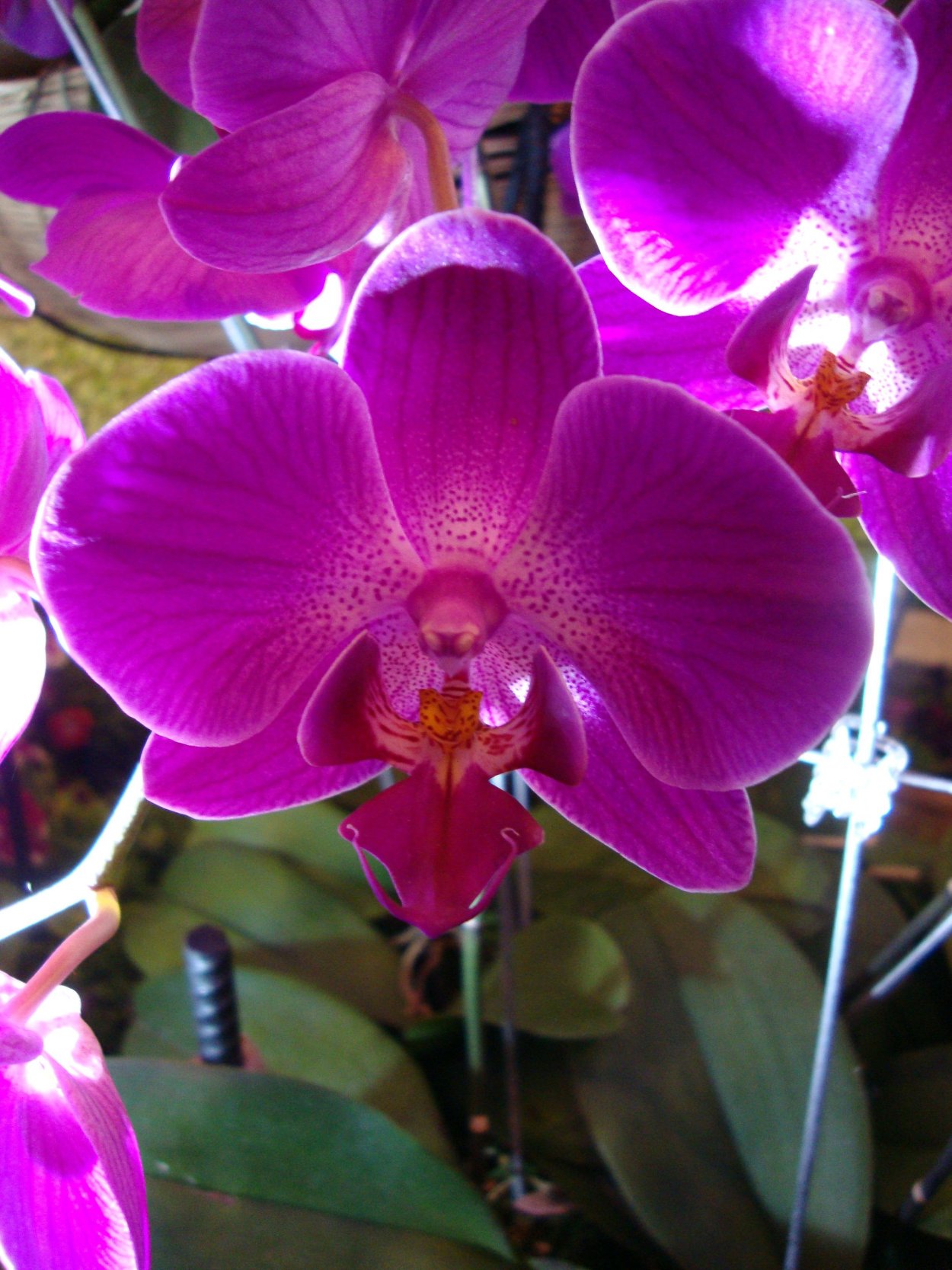 Орхидея Phalaenopsis Kellion