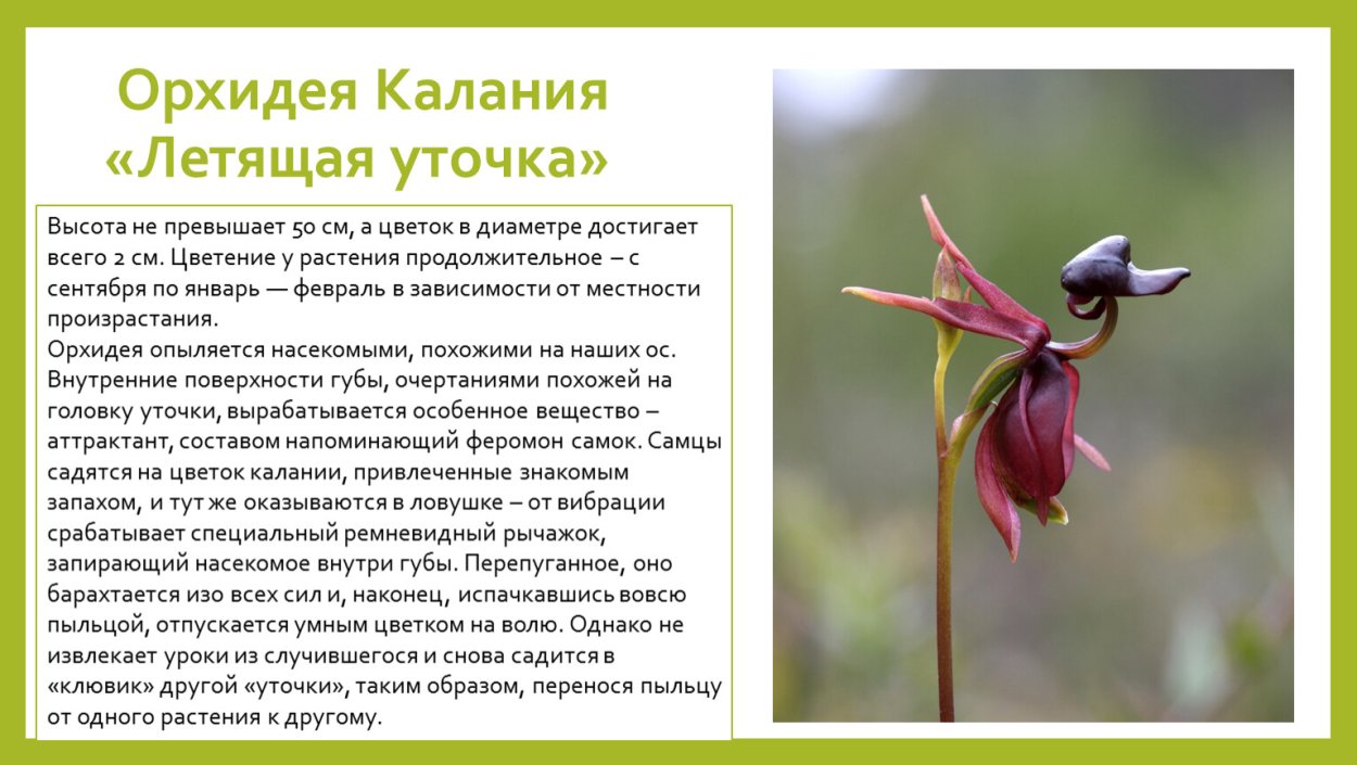 Орхидея Phal chia Yenlin