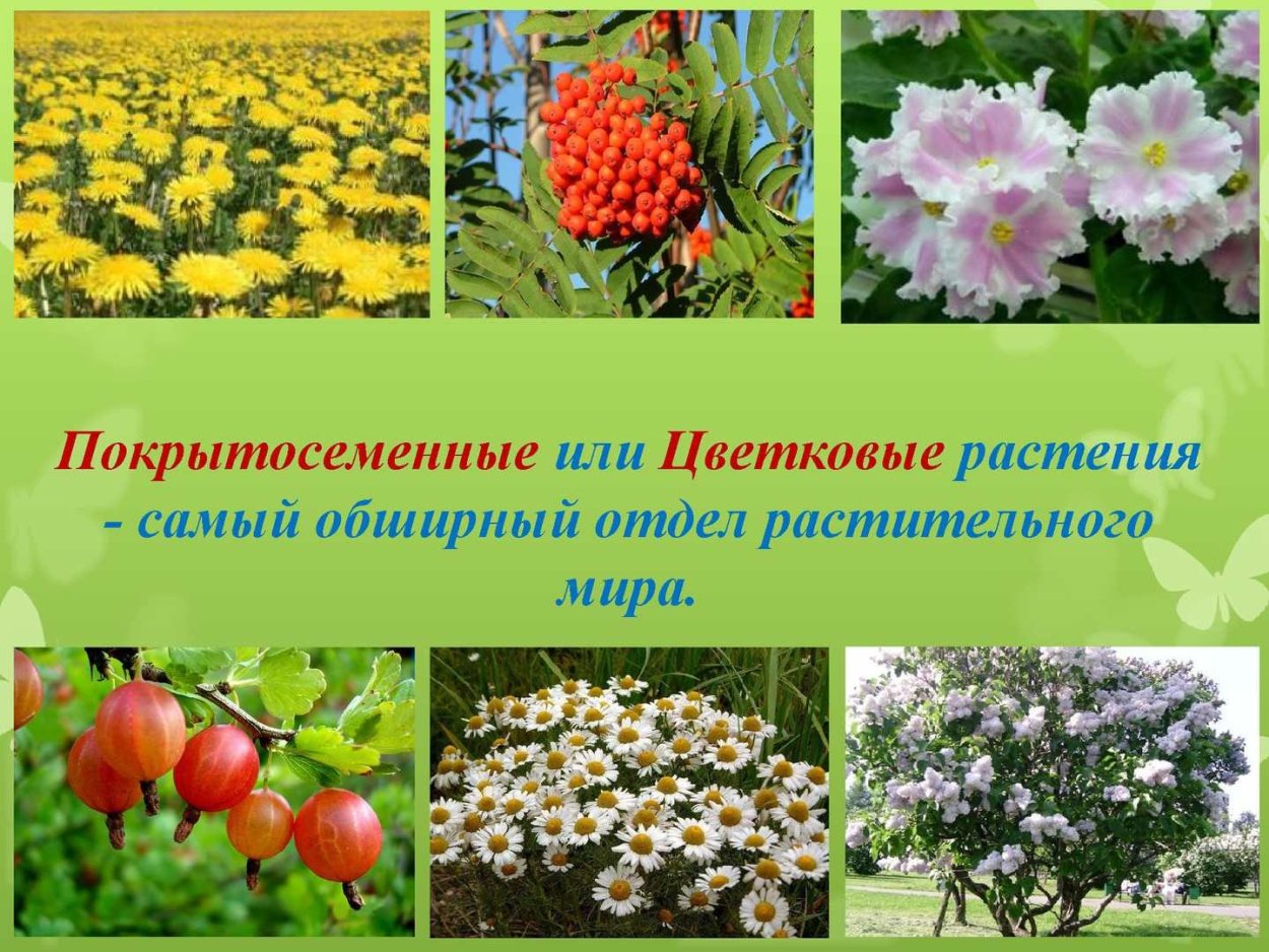 Покрытосеменные цветковые растения строение