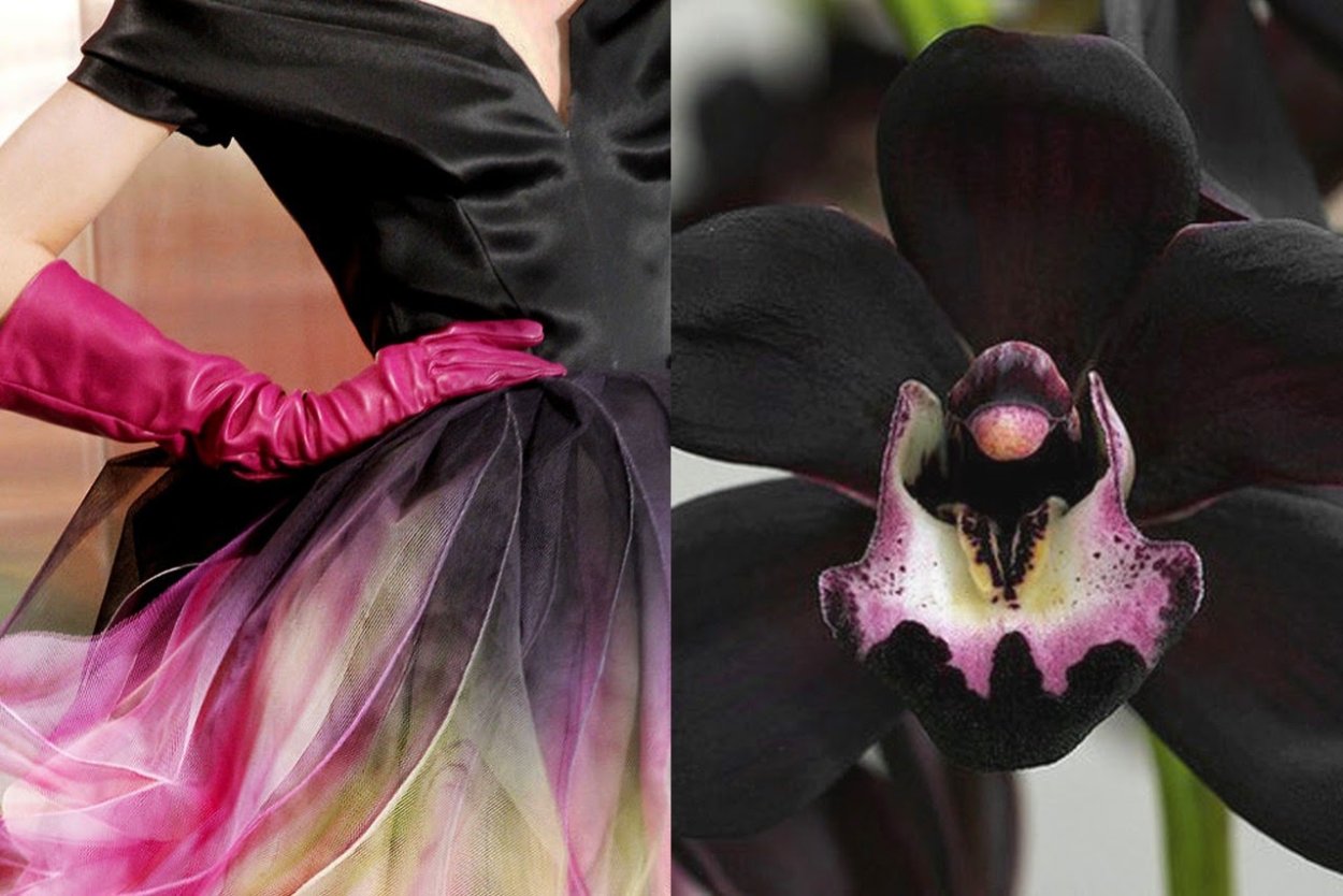 Фаленопсис Black Bear