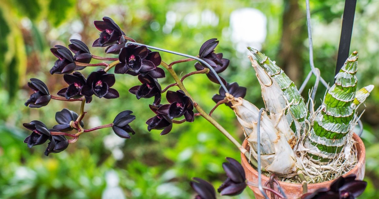 Орхидея Fredclarkeara after Dark Black Pearl.