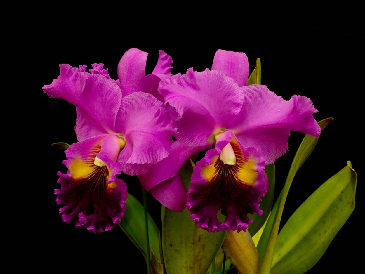 Белые орхидеи на камнях